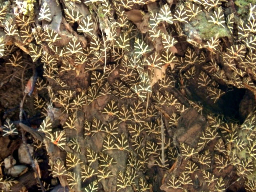 rhodes-butterfly