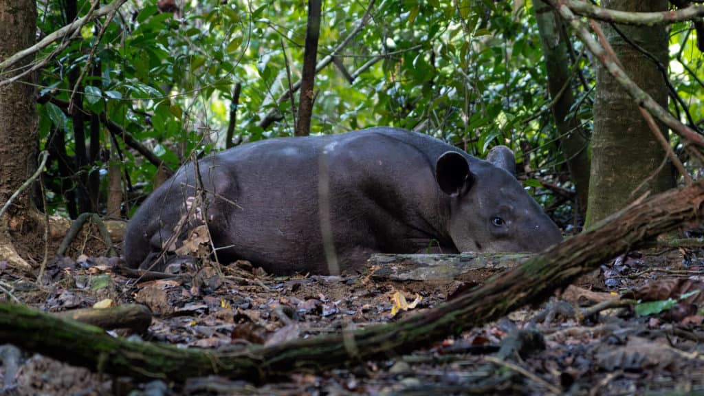 corcovado-national-park-costa-rica