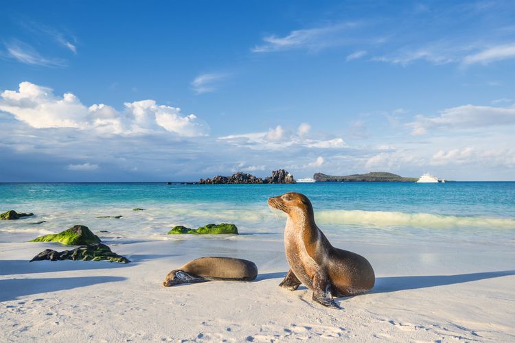 galapagos